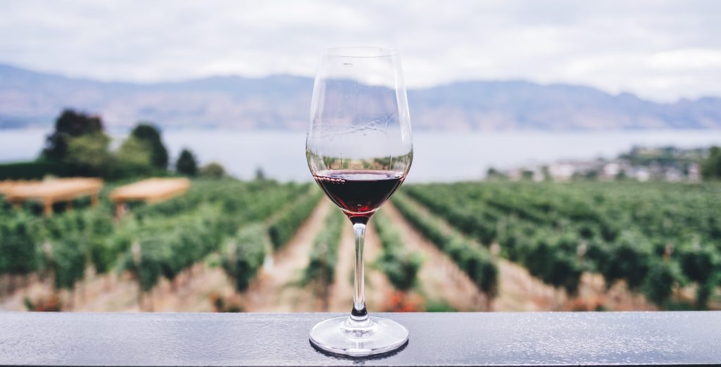 Red wine class in vineyard